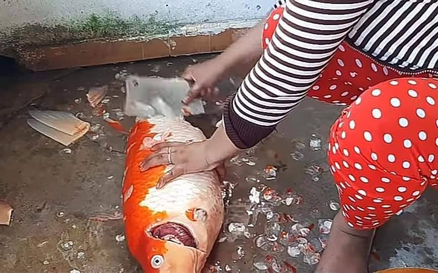 Theo dõi những hình ảnh vừa được dân mạng truyền tay nhau, người phụ nữ còn cẩn thận sơ chế cá cảnh quý hiếm sao cho sạch sẽ và vừa vị nhất để có được bữa ăn ngon.