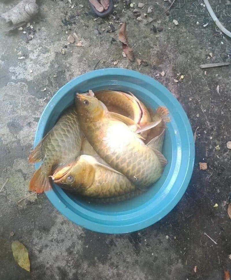 Mỗi khi xuất hiện, chuyện vợ rán cá quý chỉ vì giận chồng, cư dân mạng lại được phen xót hộ vì số tiền lên tới hàng tỉ đồng.