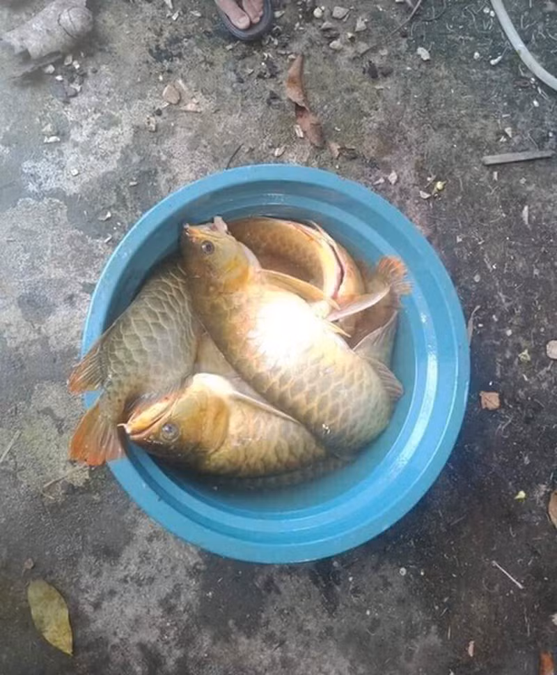 Mỗi khi xuất hiện, chuyện vợ rán cá quý chỉ vì giận chồng, cư dân mạng lại được phen xót hộ vì số tiền lên tới hàng tỉ đồng.