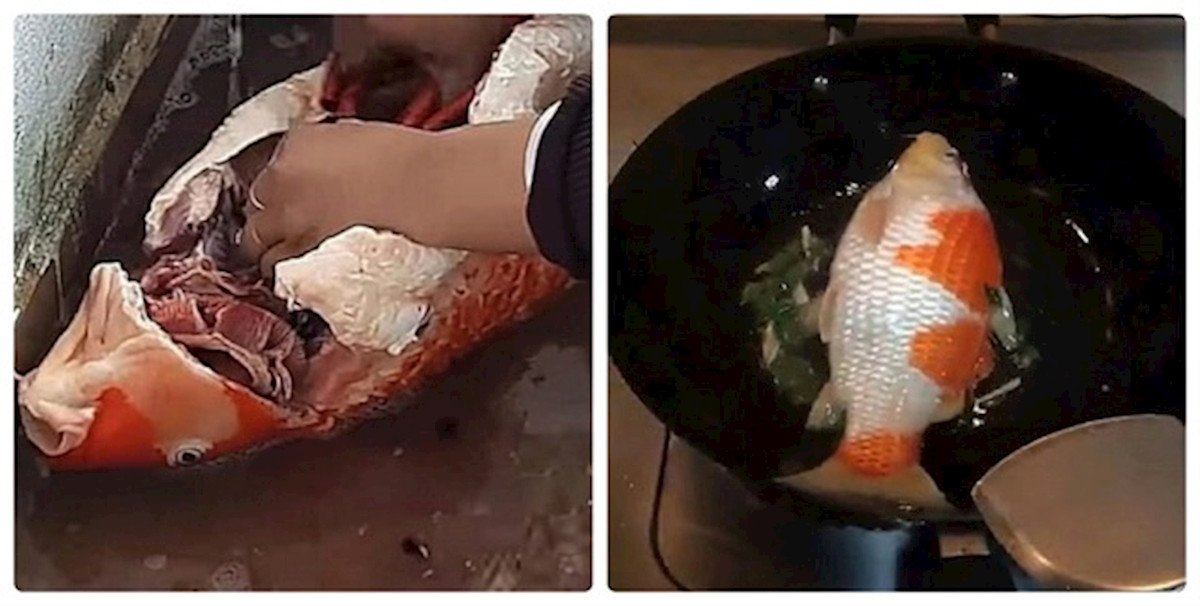 Trước đây, một chị vợ cũng đã “chơi lớn” làm thịt cá Koi hàng tỷ đồng chỉ vì chồng đi nhậu gọi mãi không chịu về.