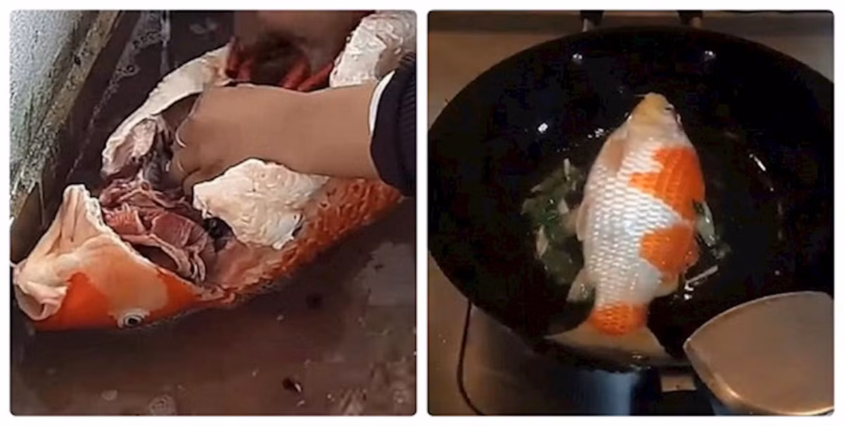 Trước đây, một chị vợ cũng đã “chơi lớn” làm thịt cá Koi hàng tỷ đồng chỉ vì chồng đi nhậu gọi mãi không chịu về.