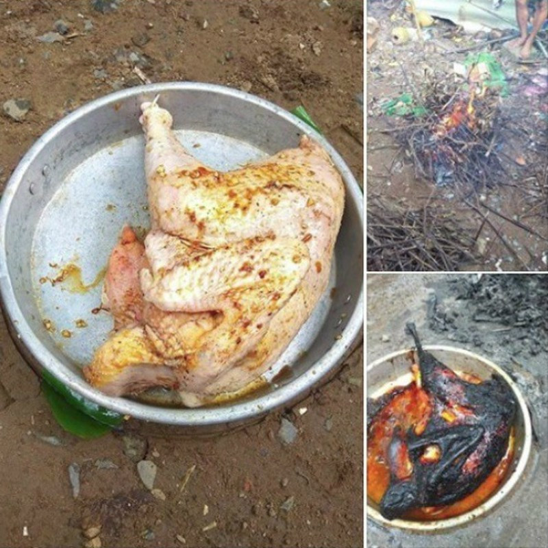 Lại thêm một chú gà không lối thoát.