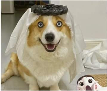 Linh vật VCK World Cup 2022 cũng được nhiều nhà thiết kế khen ngợi về cả mặt ý nghĩa và mặt thiết kế. Theo trang Fast Company Middle East, La'eeb khác với nhiều linh vật trong quá khứ ở điểm nó không gắn với những yếu tố văn hóa Trung Đông tiêu biểu như hình tượng lạc đà, chim ưng, hay linh dương sừng thẳng Ả Rập.