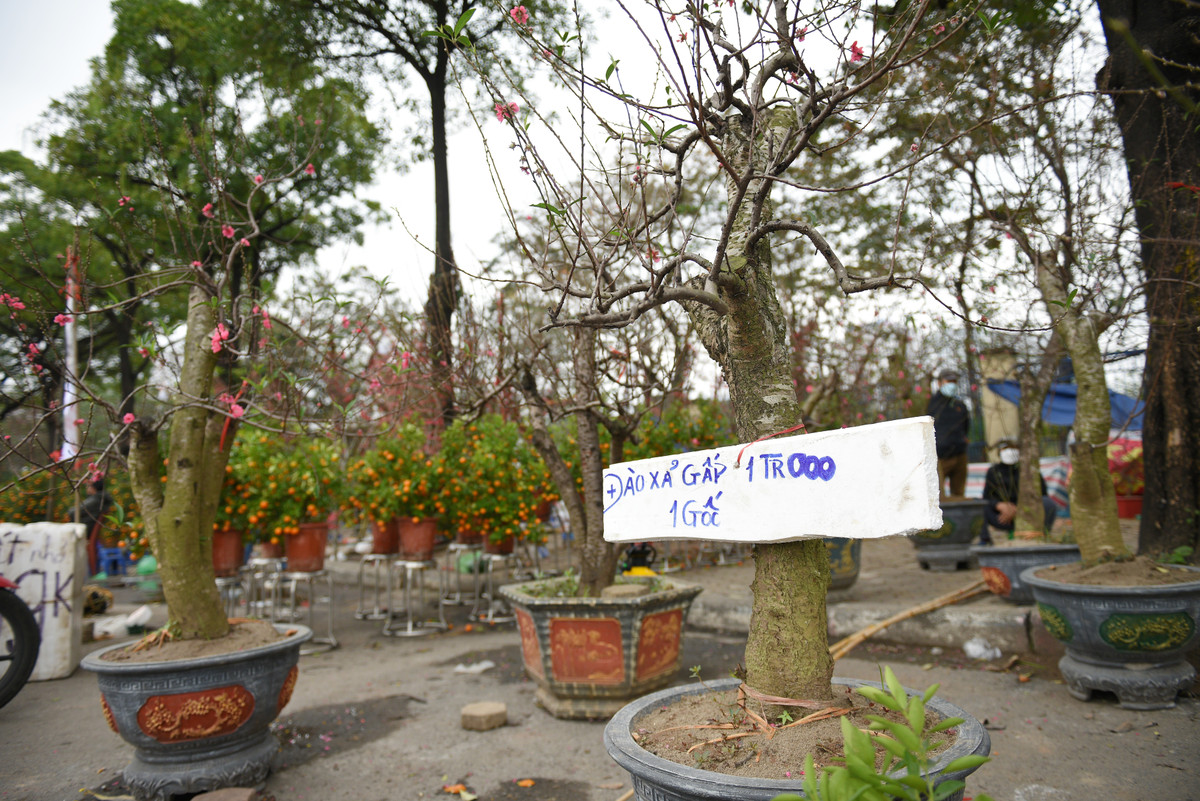 Tiểu thương có tên Quang Quyền (Mỹ Đình - Hà Nội) than thở: "Từ sáng đến giờ rồi tôi chưa bán được một gốc nào. Năm nay thị trường quá ảm đạm. Không treo biển xả hàng có lẽ sẽ lỗ rất nặng. Điển hình như chậu đào gốc gụ mọi năm bán giá 7-8 triệu đồng nhưng này giá còn 2 triệu mà không ai nhòm ngó”.
