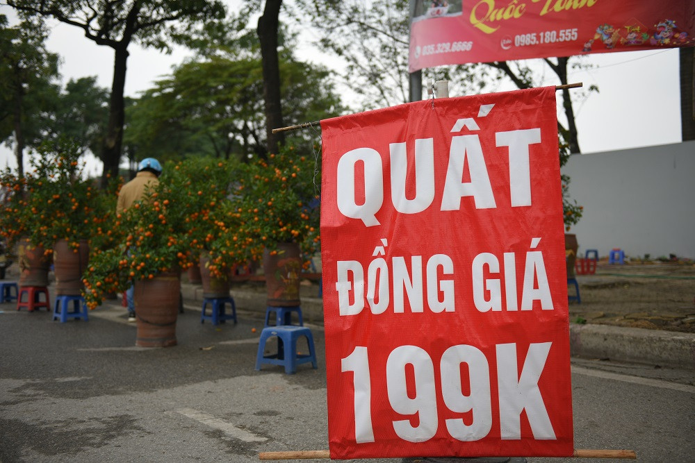 Theo chủ gian hàng, riêng tiền cước vận chuyển từ Mộc Châu (Sơn La) về Thủ đô đã tốn trên dưới 10 triệu đồng/chuyến nên phải bán “rẻ như cho” để thu hồi phần nào vốn.