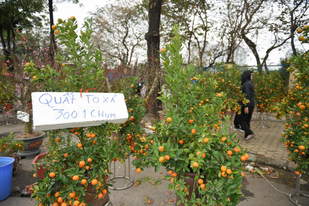 Chia sẻ với PV, nhiều tiểu thương cho biết, vì người mua vắng quá nên cửa hàng phải treo biển xả hàng để thu hút khách vào xem. Không những thế còn phải bán hạ giá, hiện các gian hàng bán đào quất và cây cảnh Tết đều đã hạ giá kịch sàn để gỡ vốn.