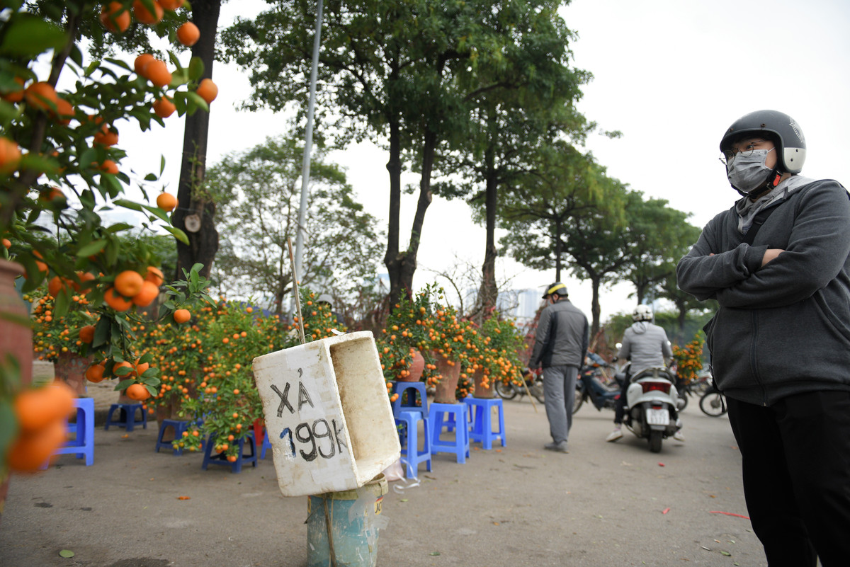 Theo ghi nhận của PV, hàng loạt tấm biển xả hàng giá quất xuống chỉ từ 199 nghìn đồng/cây. Giá đào rừng giảm xuống bất ngờ, trong khi mọi năm có giá tiền triệu, nhưng nay giá chỉ còn 300.000 đồng/cành.