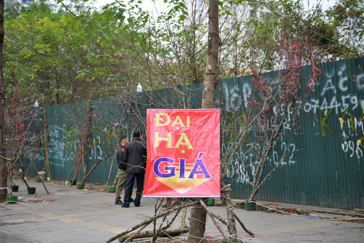 Không chỉ giảm giá vài trăm ngàn, thậm chí có những gian hàng bán quất chủ hàng còn chơi bạo khi chỉ để giá xuống dưới 99K.