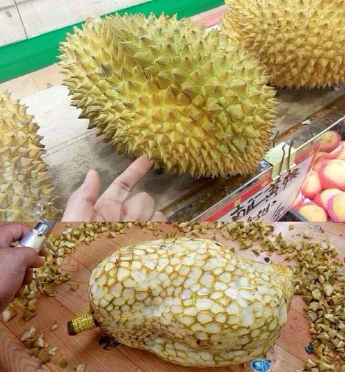 Tuy chỉ bé hơn nắm tay, nhưng quả sầu đã có sẵn một múi vàng ươm nhìn rất kích thích.