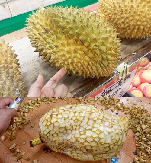 Tuy chỉ bé hơn nắm tay, nhưng quả sầu đã có sẵn một múi vàng ươm nhìn rất kích thích.