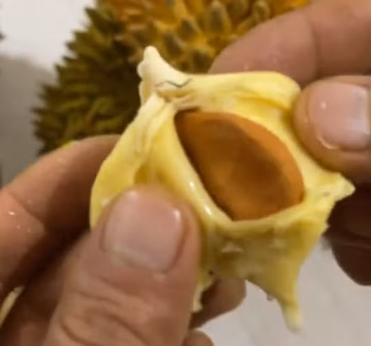 Thế nhưng sau khi quả sầu riêng được mở, kết quả bên trong lại khiến nhiều người bất ngờ.