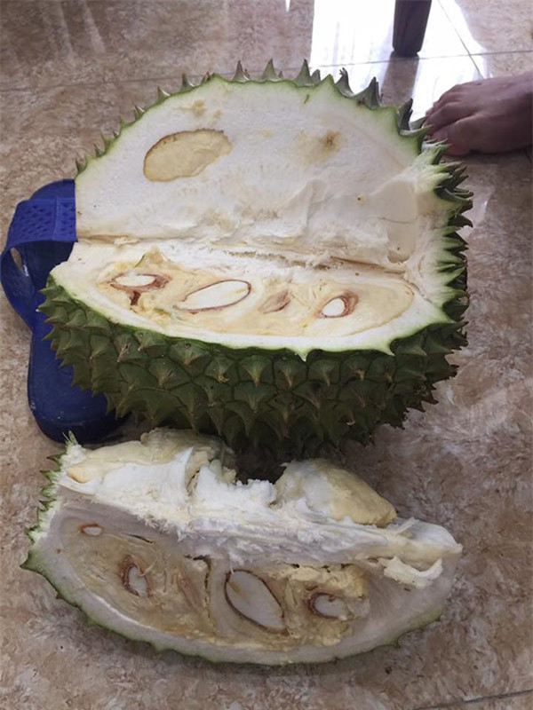 "Quả sầu này sinh ra dành cho những ai muốn giảm cân nhưng lại thèm ăn sầu" hay "Bất ngờ thực sự, tượng bạn kia chơi trò con nít hóa ra có múi thật"... là những bình luận dân mạng để lại dưới clip bổ sầu riêng mini mới đây.