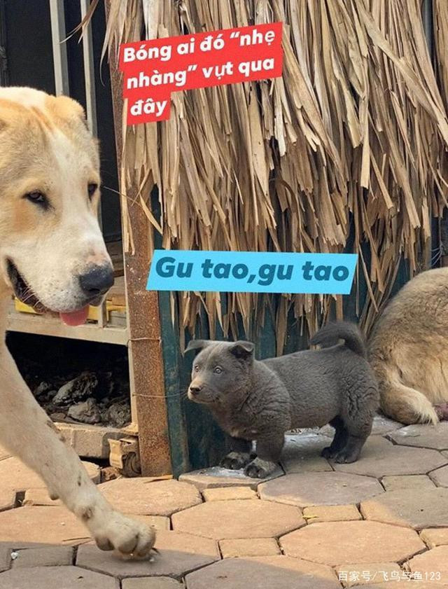 Tuy nhiên, sự tình được sáng tỏ ở bức ảnh cuối, hóa ra cu cậu đang vội vã đi "giải quyết nỗi buồn". Quả là một chuyện trọng đại, không thể chần chừ.