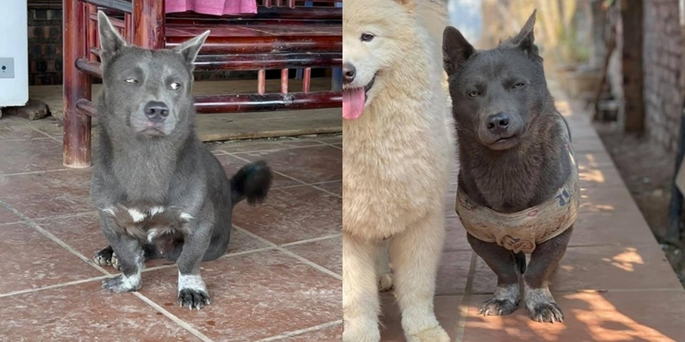 Những hình ảnh ngộ nghĩnh, đáng yêu cùng nguồn gốc của nó đã dấy lên sự tò mò cùng thích thú của cộng đồng mạng Trung Quốc.