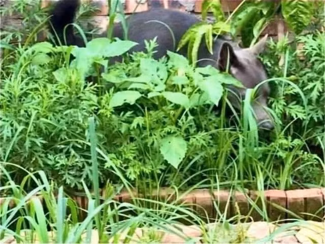 ốn dĩ, Dúi sinh ra đã có một gương mặt tấu hài, nhìn biểu cảm gấp gáp của anh bạn, cùng tốc độ chạy khiến người ta lầm tưởng như nó đang tham gia giải đua xe thể thao F1.