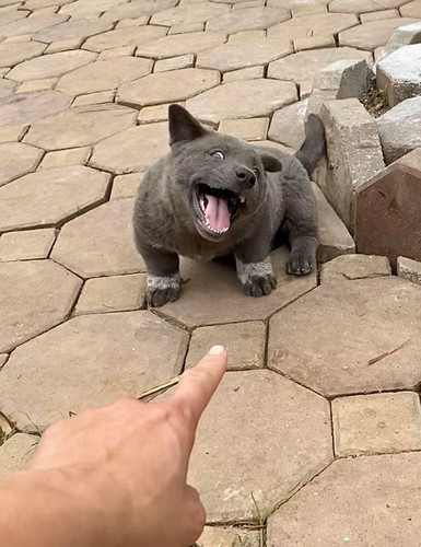 Bên dưới bài viết, dân mạng bình luận sôi nổi, hầu hết mọi người đều "cười tẹt ga" với những khoảnh khắc mang tính giải trí cao đến từ Dúi.