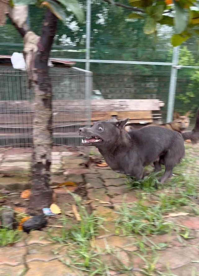 Bài viết liên quan đến idol Nguyễn Văn Dúi đã thu hút sự chú ý của cộng đồng mạng, không ít dân tình phải phụt cười khi lướt đến tấm ảnh cuối cùng.