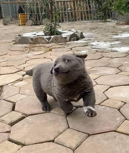 Có netizen còn đùa vui dưới bức ảnh với màn "comeback" mới nhất của Nguyễn Văn Dúi rằng: "Đúng thật là người nổi tiếng, làm gì đều gây chú ý, thậm chí đi vệ sinh cũng chiếm spotlight".