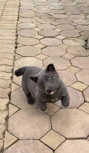 Khoảng đầu tháng 10, trên trang Baidu có một bài đăng với tựa đề: "Nghe nói rằng đây là một con chó lai mèo." Vai chính trong câu chuyện không ai khác chính là "idol giới trẻ" Nguyễn Văn Dúi.