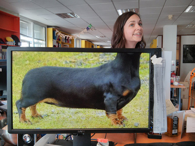 Dù chân có ngắn nhưng mặt hài hước là được. Một nữ nhân viên văn phòng tham gia trào lưu hóa thú.