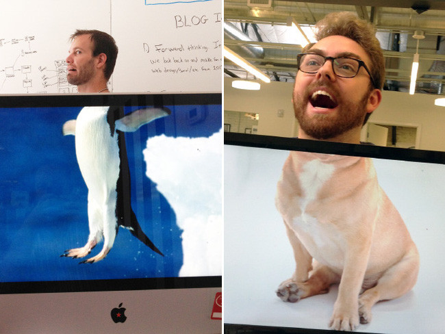 Sau khi được đăng tải trên MXH, trào lưu MXH hóa thú đã nhanh chóng gây bão trên MXH và được nhiều người tham gia.