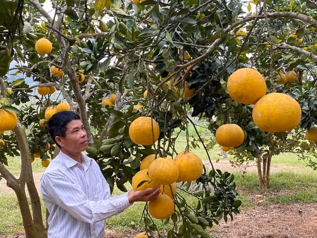 Cùng với đó, tâm lý "tích trữ" mùa Tết, muốn trong nhà có nhiều đồ ăn với mong muốn một năm sung túc, đủ đầy cũng là lý do phần nào của những hình ảnh này.