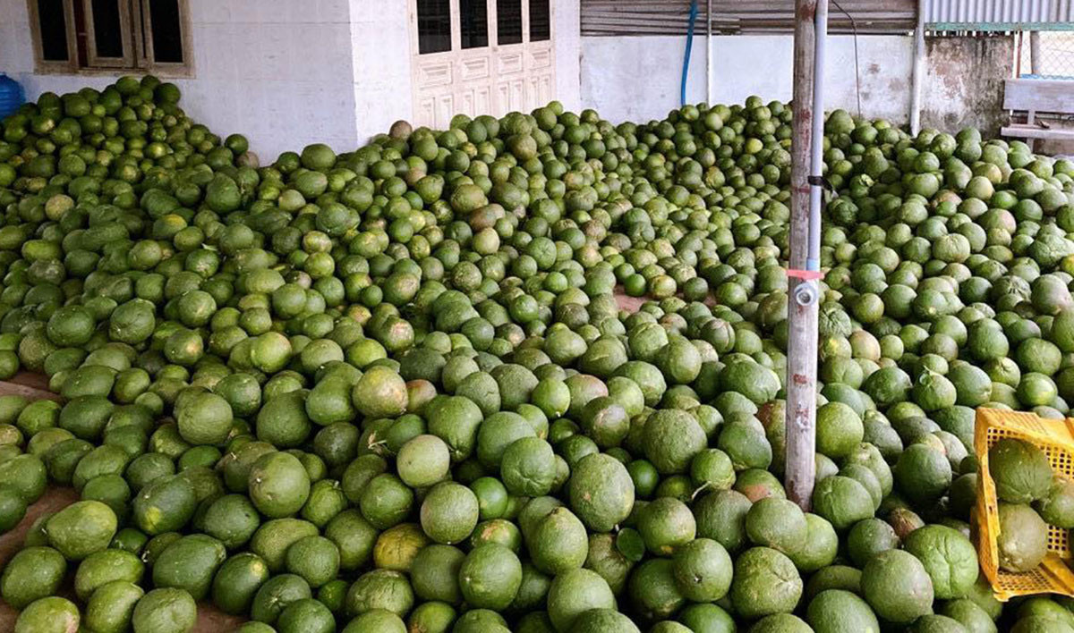 Càng phù hợp với việc "tích trữ" này, đó là những quả bưởi để được khá lâu, nhất là khi để một thời gian để bưởi "xuống nước" thì ăn sẽ càng ngọt.