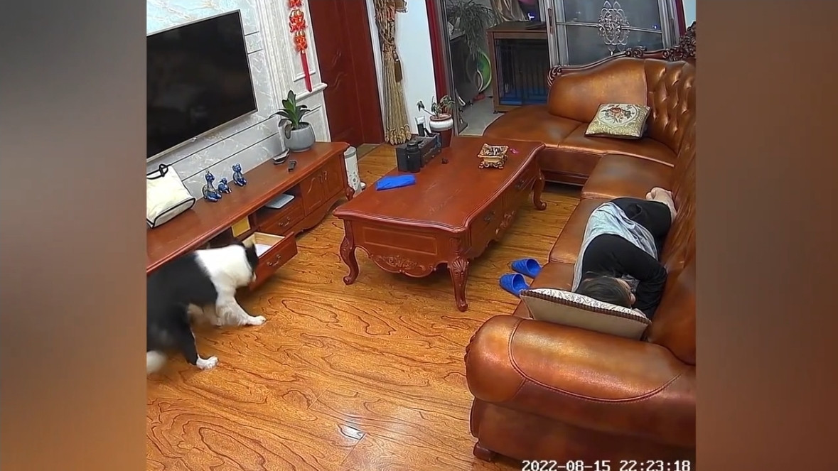 Trong lúc chủ nhân đang say giấc, chú chó thông minh này đã lén lút lại gần rồi dùng miệng gắp ngay lấy tờ tiền mà ông chủ để lộ ra ở túi quần.