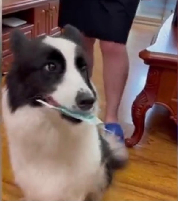 Hành động giấu tiền vô cùng thuần thục này của chú chó đã làm người xem vô cùng kinh ngạc, đồng thời còn nghi ngờ nó đã thực hiện rất nhiều lần nên mới không có một động tác thừa nào.