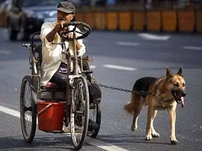 Sự tinh ranh của những chú chó luôn khiến cho dân tình đi hết từ bất ngờ này đến bất ngờ khác. Không chỉ riêng gì Mina, từng có một chú chó còn biết mặc cả tiền với chủ, sành sỏi đến khó tin.