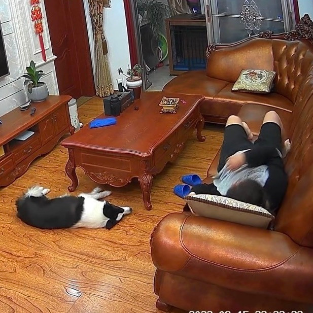 Thậm chí khi thấy ông chủ khẽ xoay người, Mina còn lập tức nằm lăn ra sàn giả vờ như đang ngủ để “ngụy trang” thành kẻ vô can trong phi vụ vừa rồi.