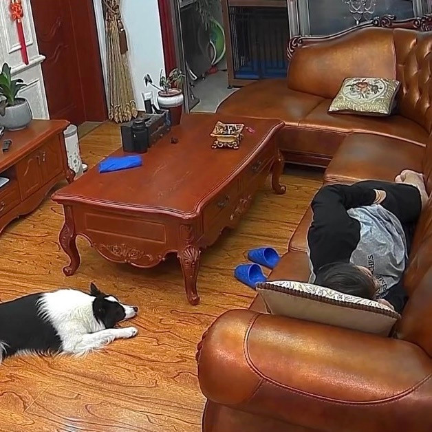 Mới đây trên mạng xã hội Trung Quốc đã lan truyền đoạn clip bên trong một hộ gia đình ở thành phố Diêm Thành, tỉnh Giang Tô. Theo đó, có một người đàn ông đang nằm ngủ trên ghế sofa còn bên cạnh là chú chó thuộc giống Collie tên Mina đang nằm canh chừng.