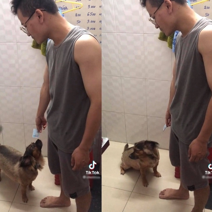 Có vẻ như sau đó chủ nhân của Mina đã phát hiện ra việc làm của cô chó nên nó đã phải đem trả số tiền đã lấy.