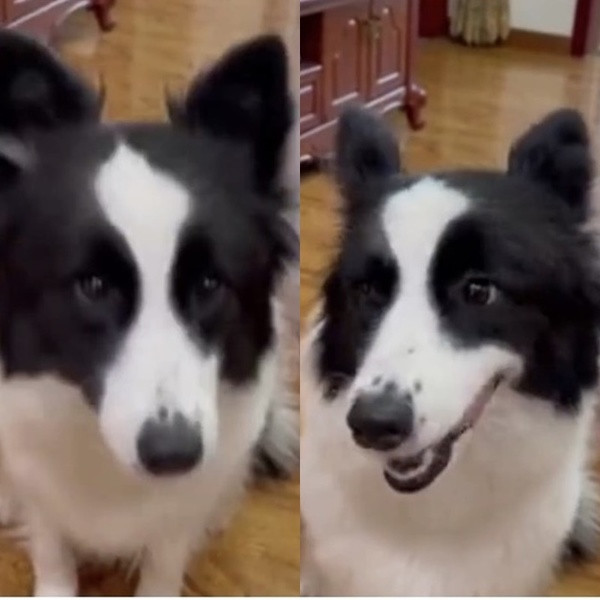 Dân mạng còn khuyên chủ nhân của Mina nên để mắt hơn đến nó để tránh việc có nhiều đồ vật “không cánh mà bay”.