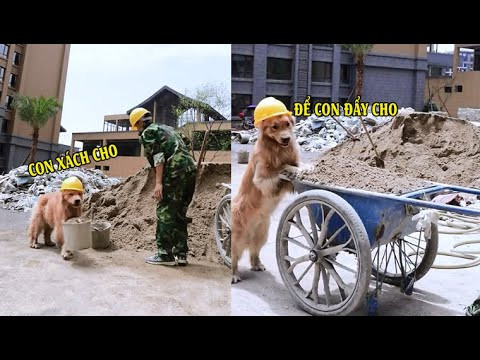 Chó là một trong những thú cưng phổ biến nhất được nuôi trong các gia đình bởi chúng không chỉ sống tình cảm mà còn rất thông minh.
