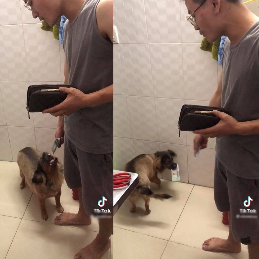 Nhìn vẻ mặt ngây thơ vô số tội ấy của Mina thì hẳn là sẽ chẳng ai nỡ trách phạt nó nặng lời.