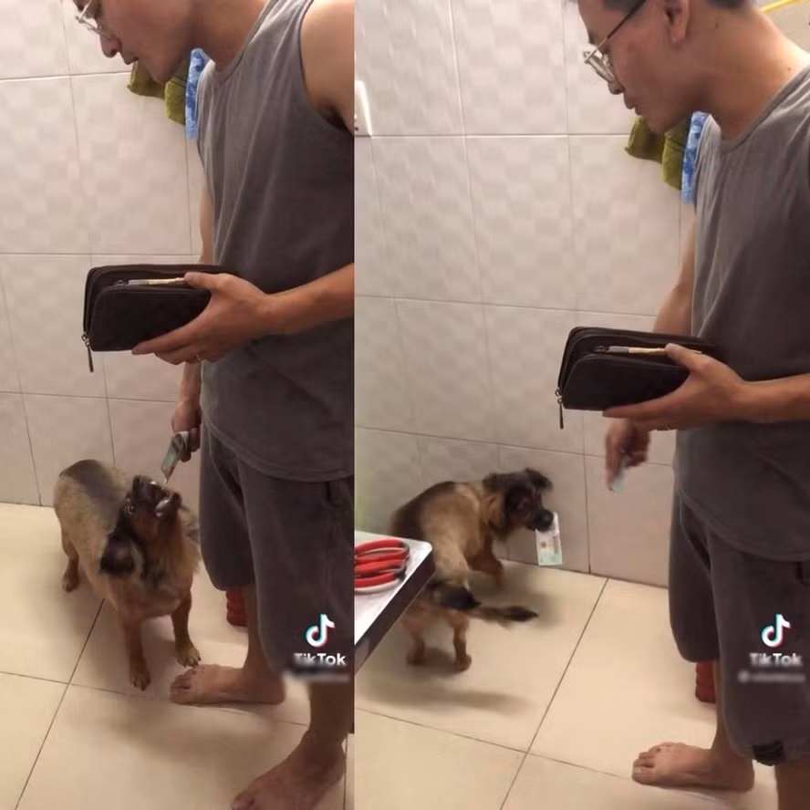 Nhìn vẻ mặt ngây thơ vô số tội ấy của Mina thì hẳn là sẽ chẳng ai nỡ trách phạt nó nặng lời.