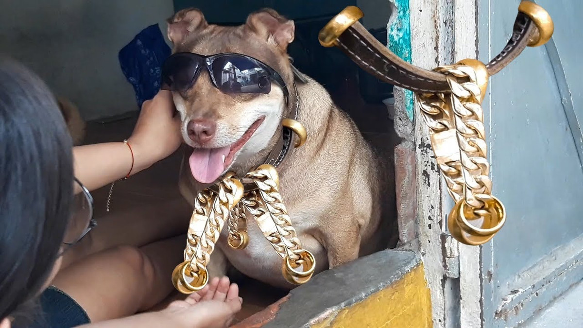 Một chú chó "đại gia" khác khi được chủ lên đồ cho cả bộ trang sức.