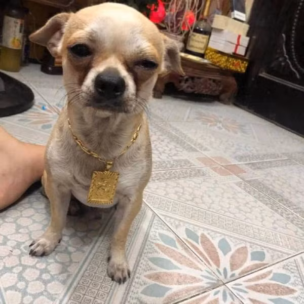 Chú chó được "con sen" mua tặng dây chuyền vàng cực xịn.