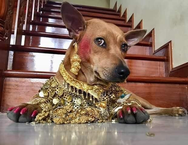 Chắc hẳn "boss nhà ta" thường xuyên được chủ tặng cho trang sức, vàng bạc thế này nên rất biết cách tạo dáng.