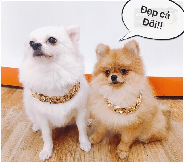 Thần thái sang chảnh, hưởng thụ của chú chó khiến cộng đồng mạng phải bật cười thích thú.