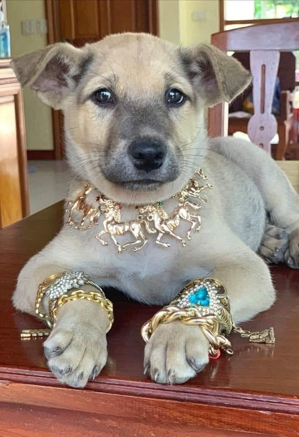 Không quần áo cầu kì, chú chó này vẫn khiến dân tình trầm trồ khi được chủ nhân đeo cho bộ trang sức lắc vàng trông khá nặng ký.
