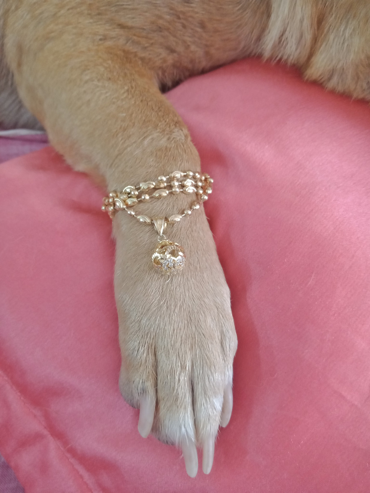 Mới đây, một chú chó đã gây sốt cộng đồng mạng khi được "con sen" sắm sửa cho lắc vàng trước ngày vía Thần Tài.