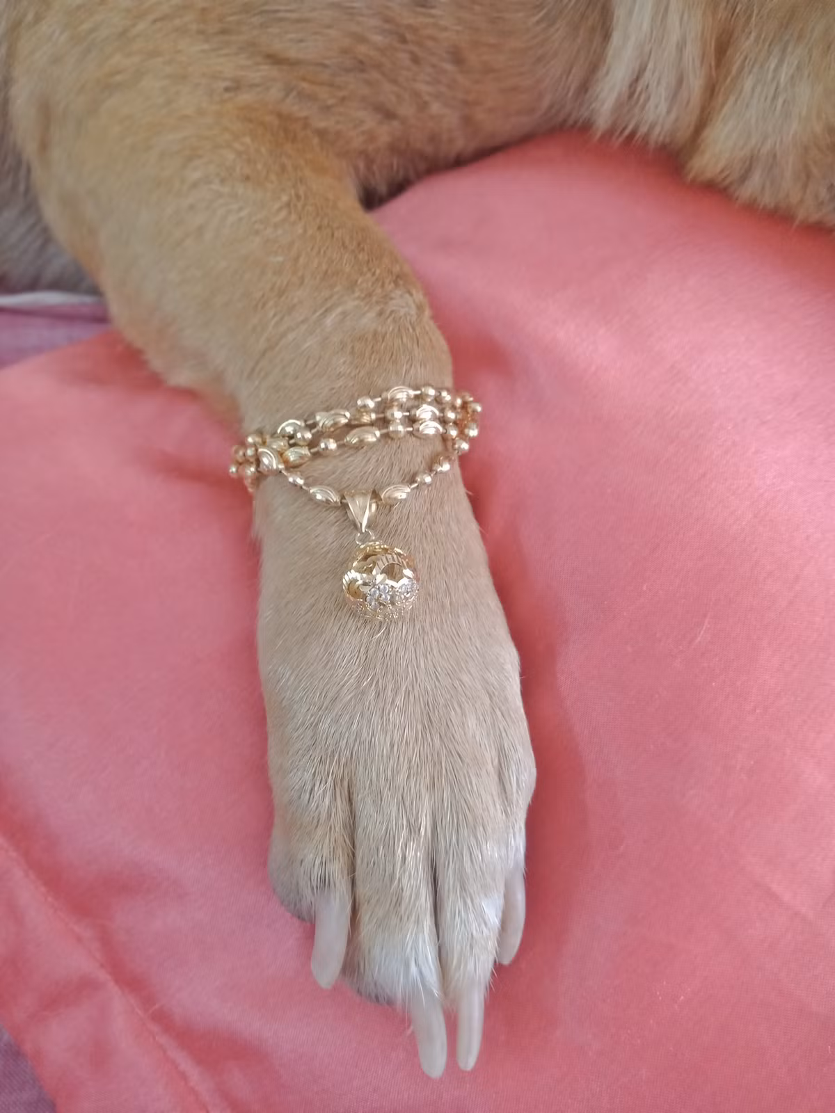 Mới đây, một chú chó đã gây sốt cộng đồng mạng khi được "con sen" sắm sửa cho lắc vàng trước ngày vía Thần Tài.