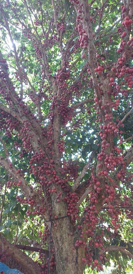 Khác với dâu da xoan, dâu da đất mọng nước hơn và có độ chua không gắt bằng.