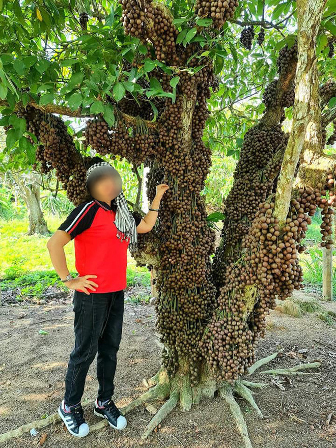 Bên cạnh khoe cây dâu da đất trĩu quả, cô gái có để lại dòng trạng thái: "Dâu da đất quê tôi chín rộ một màu đỏ rực rất đẹp, còn gọi là dâu đỏ. Hàng năm vào mùa dâu da chín, bạn bè quanh vùng đến rất đông. Năm nay dâu da được mùa, trái rất nhiều, chỉ mong hết dịch mời bạn bè đến quê tôi ở Cửu An, huyện An Khê, Gia Lai ngắm dâu chín hàng trăm cây như thế này".