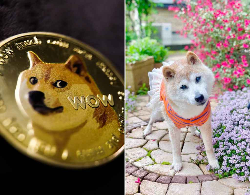 Thậm chí ở Nhật Bản, một buổi lẽ tưởng niệm cho Meme Doge sẽ được tổ chức vào Chủ nhật ngày 26/4 tại Công viên Thành phố Narita.