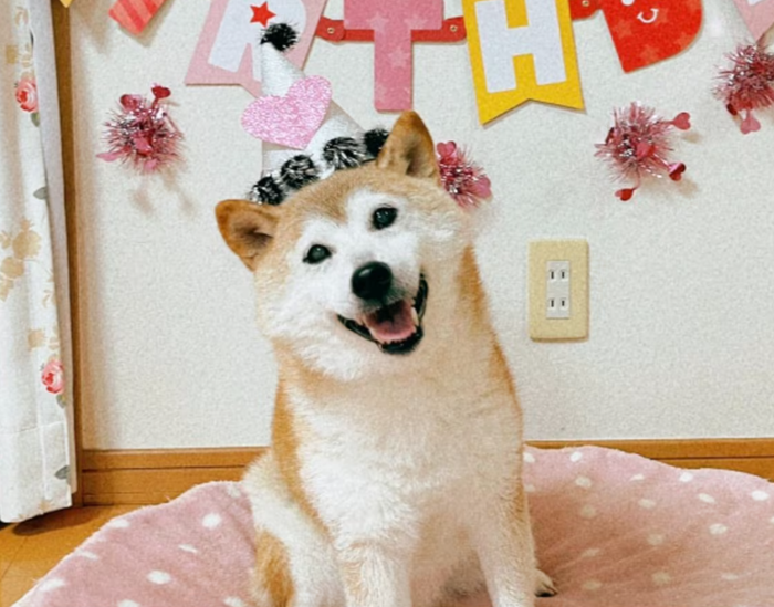 Một trong những bức ảnh đó, chụp Kabosu với khuôn mặt biểu cảm ngộ nghĩnh và ánh mắt nghiêng, đã trở nên đặc biệt phổ biến.