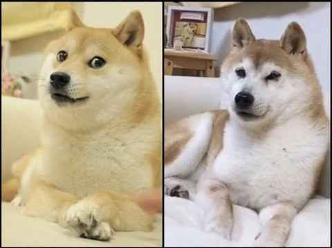 Meme Doge đã trở thành một hiện tượng Internet với hàng triệu người yêu thích và chia sẻ trên khắp các nền tảng mạng xã hội.