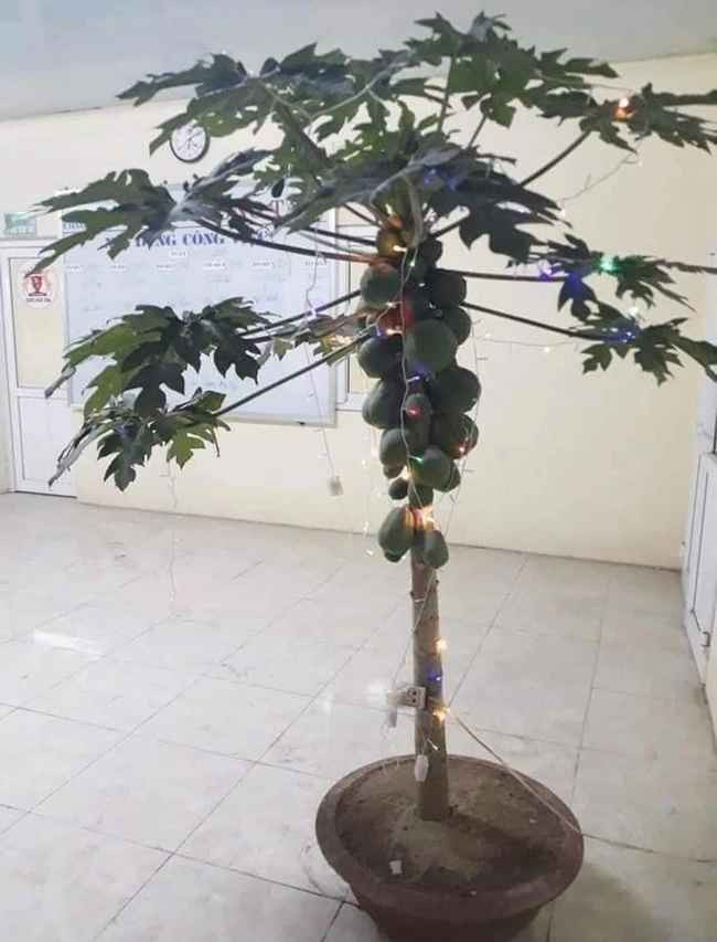 Đu đủ bonsai - đủ cả năm ấm no, hạnh phúc luôn! Vừa tiết kiệm lại vừa ý nghĩa